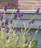 Lavender Dangly Terrarium Earrings - Limited Edition