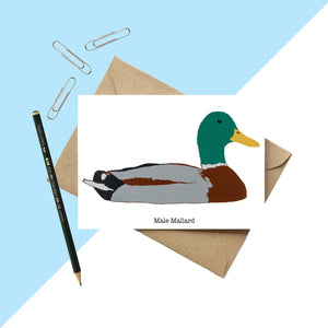 Male Mallard Greetings Card